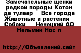 Замечательные щенки редкой породы Котон де тулеар  - Все города Животные и растения » Собаки   . Ненецкий АО,Нельмин Нос п.